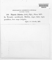 Image of Physconia enteroxantha